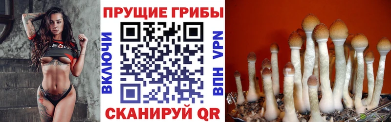 МЕГА онион  Давлеканово  Галлюциногенные грибы Psilocybine cubensis 